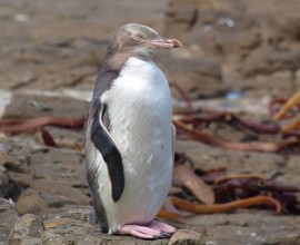 Yellow Eyed Penguin