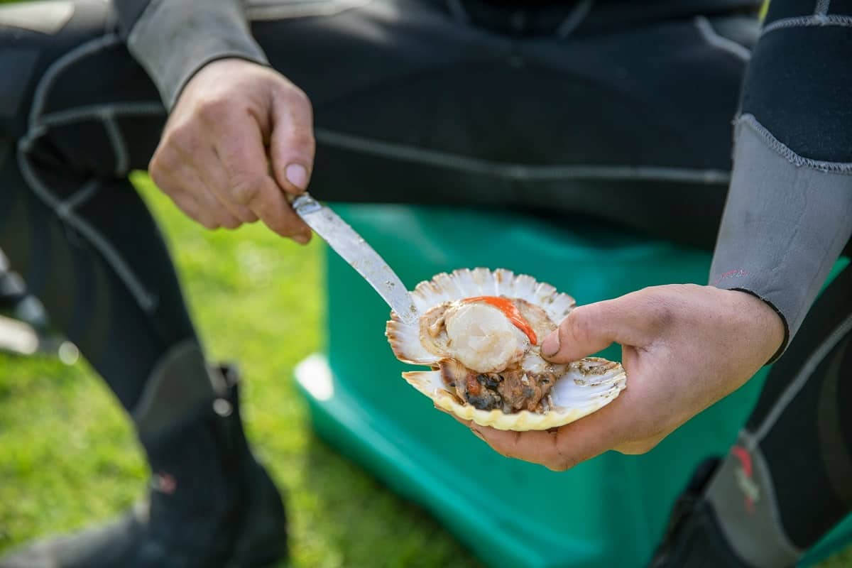 Fresh hand-dived New Zealand scallops