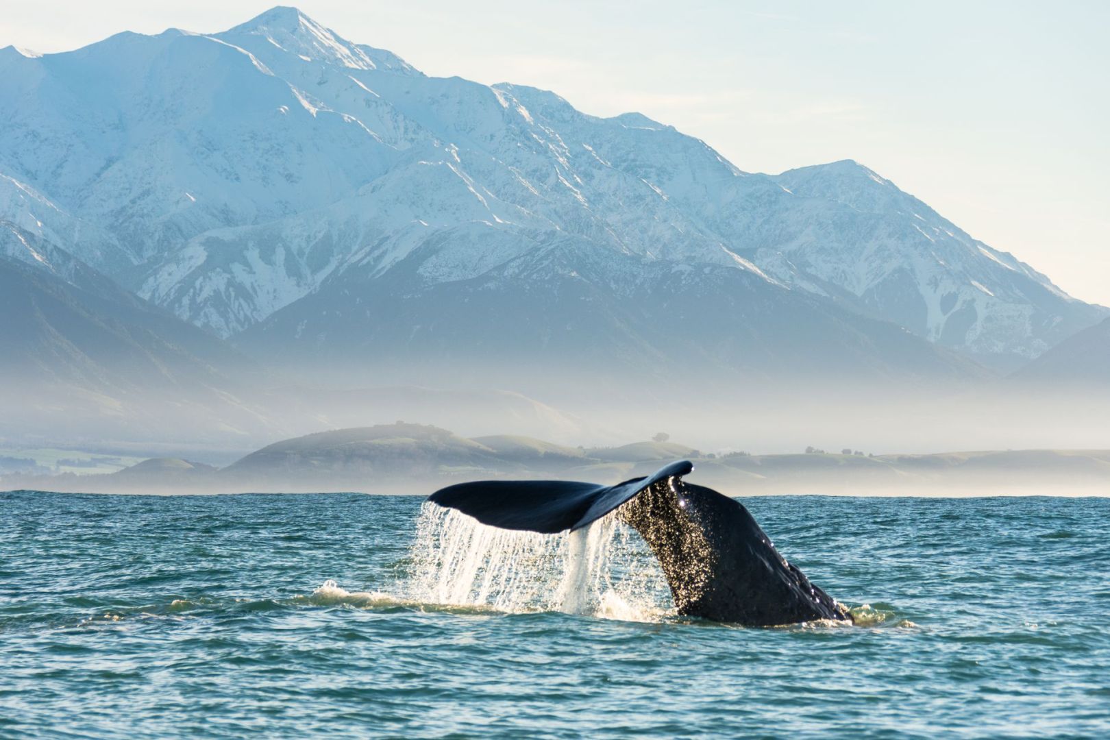 Kaikoura whale watching 