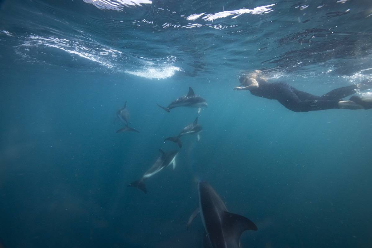 Swimming with dolphins at Kaikoura