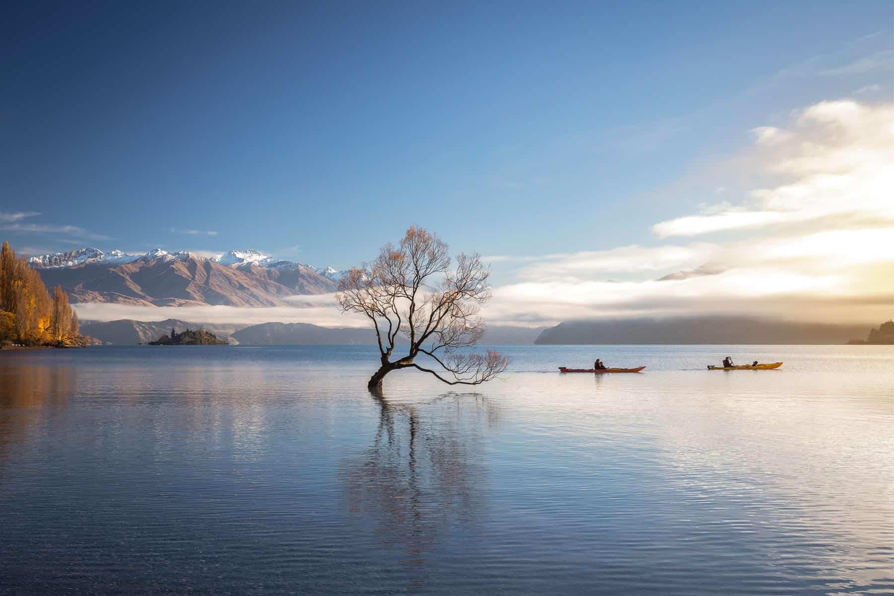 A must-see in New Zealand: famous tree in Wanaka