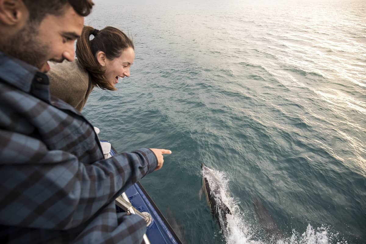 Whale watching in Kaikoura